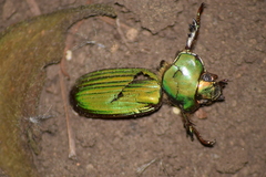 Chrysina orizabae