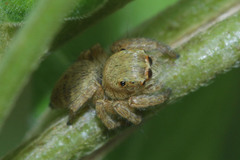 Salticidae