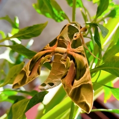 Daphnis nerii