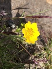 Potentilla aurea