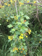 Ribes aureum gracillimum