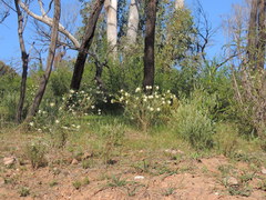 Pimelea stricta