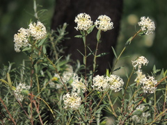 Pimelea stricta