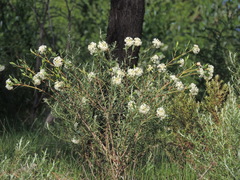 Pimelea stricta