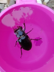 Lucanus ibericus