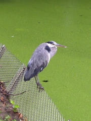 Ardea cinerea