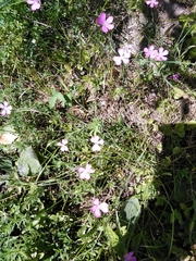 Dianthus deltoides