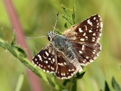 Spialia orbifer