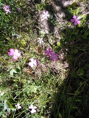 Dianthus deltoides