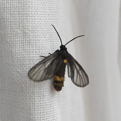 Psichotoe duvaucelii