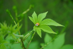 Harmonia axyridis