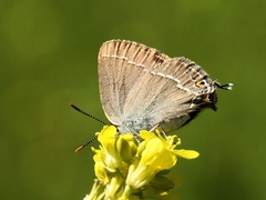 Satyrium abdominalis