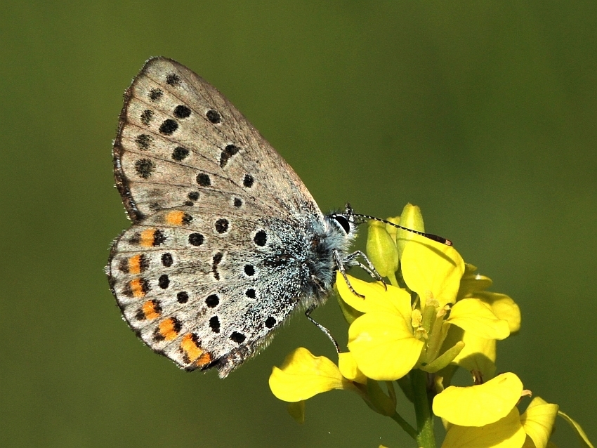 Bavius Blue