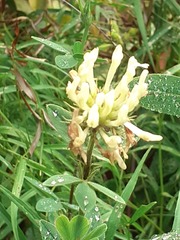 Trifolium