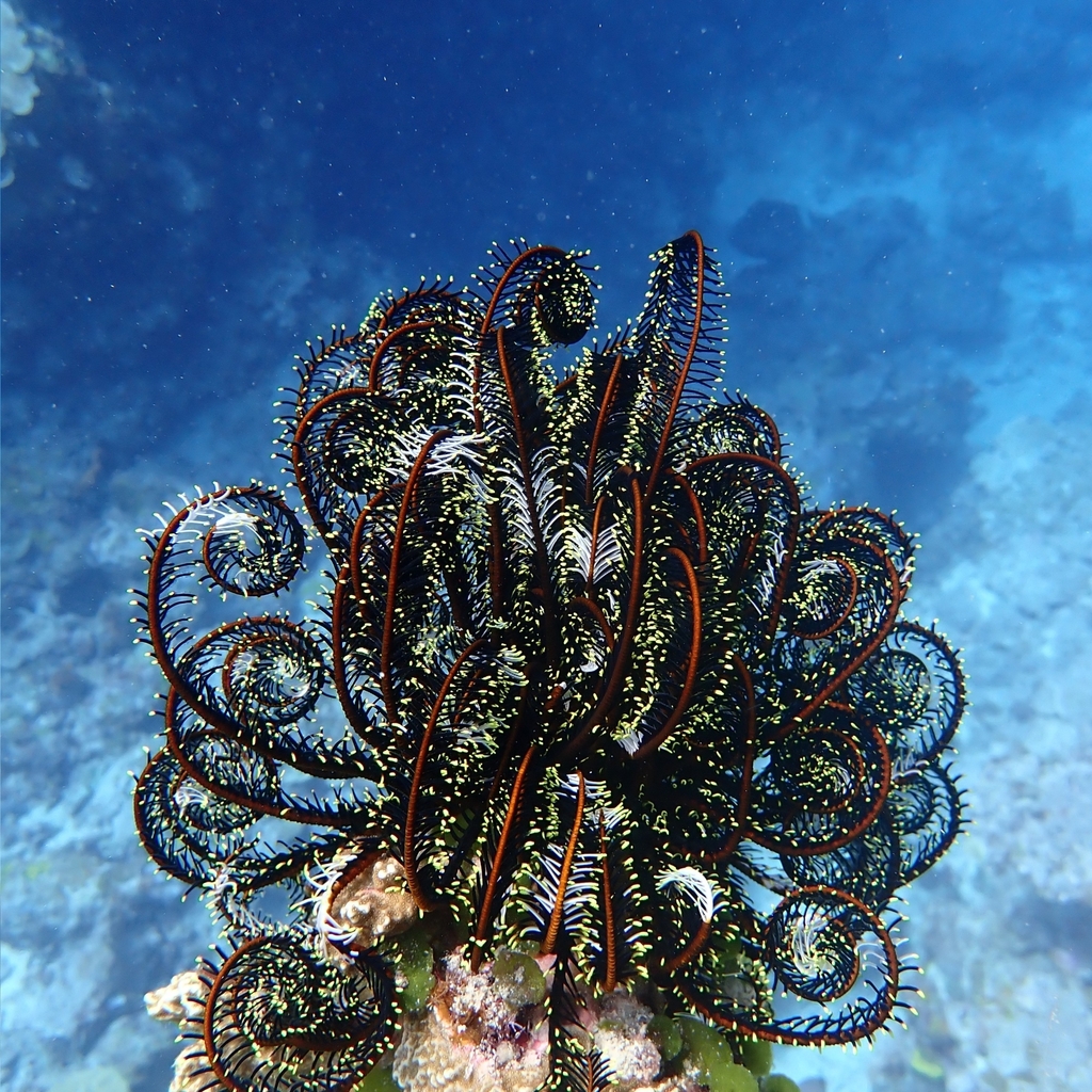 Echinoderms