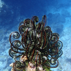 Feather Star