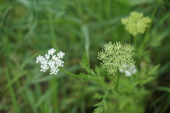 Cnidium monnieri
