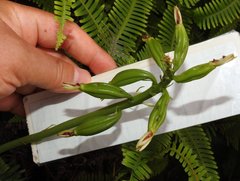 Eulophia cernua