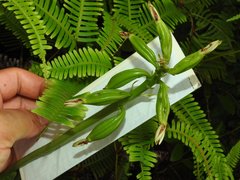 Eulophia cernua