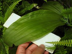 Eulophia cernua