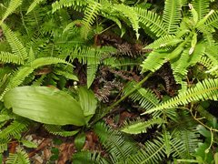 Eulophia cernua