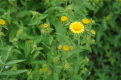 Inula japonica