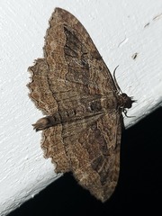 Philereme transversata