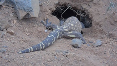 Heloderma horridum
