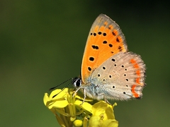 Lycaena ottomanus
