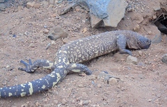 Heloderma horridum