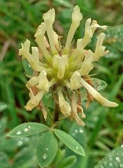 Trifolium