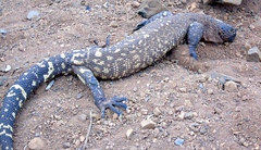 Heloderma horridum
