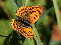 Lycaena ottomanus