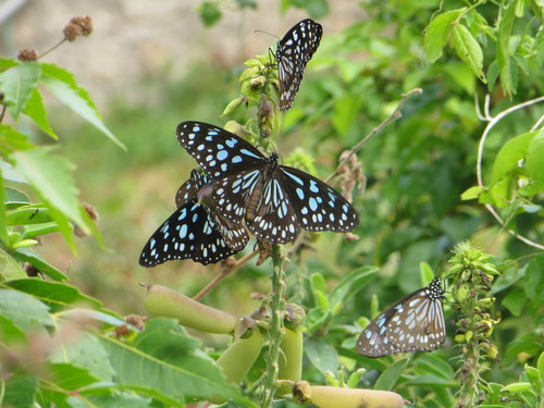 Blue Monarch