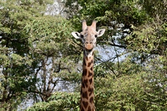Giraffa camelopardalis tippelskirchi