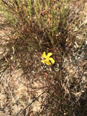 Crocanthemum aldersonii