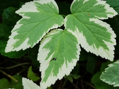 Aegopodium podagraria