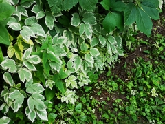 Aegopodium podagraria