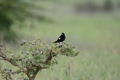 Euplectes albonotatus