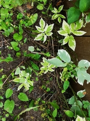 Aegopodium podagraria