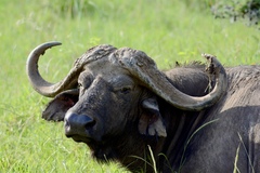 Syncerus caffer caffer