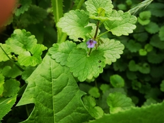 Glechoma hederacea