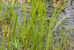 Sparganium glomeratum