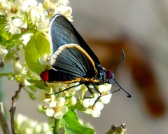 Mysoria affinis