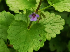 Glechoma hederacea