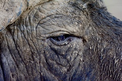 Syncerus caffer caffer