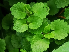 Glechoma hederacea