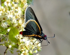 Mysoria affinis