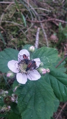 Stenurella melanura