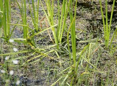 Sparganium glomeratum